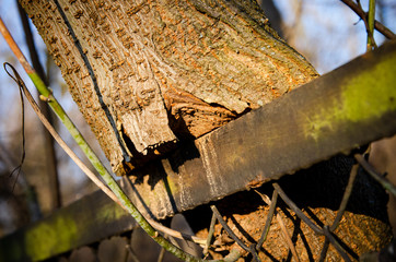 Fototapeta 
tree innate in the fence obraz