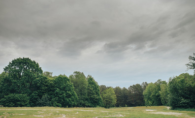 beautiful meadow in the summer forest