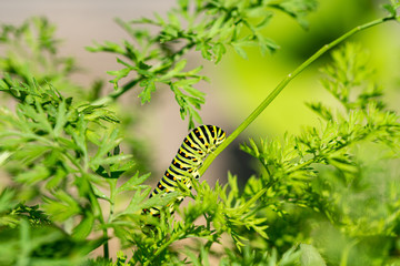 Macro d'une chenille de machaon