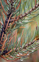 A Pair of Pine Branches Bejeweled with Rain Drops
