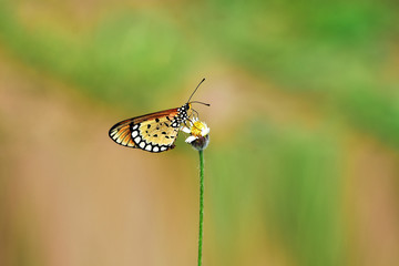 butterfly on leaf