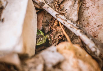 the little green lizard got scared and hid among the wood