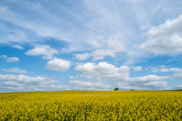 Fototapeta premium Colza