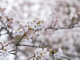 Cherry blossom ,Springtime of Sakura flower seasonal.