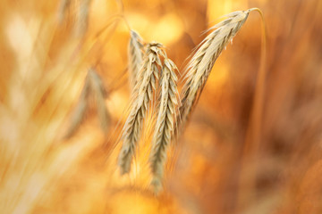 Golden wheat field