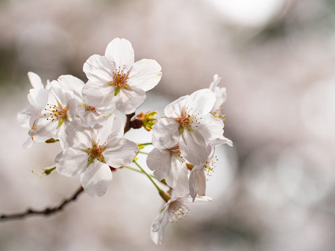 Cherry blossom ,Springtime of Sakura flower seasonal