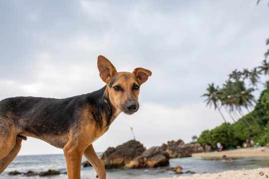Sri Lanka 