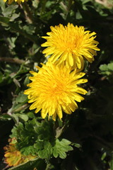 In my garden on a sunny day : Yellow Dandelion.  Or in Latin: Taraxacum officinale.