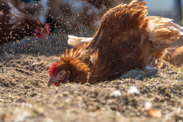 Glückliche Hühner: Geflügel beim Sandbaden in artgerechter Haltung	
