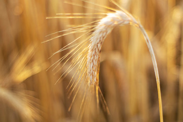 Golden wheat field