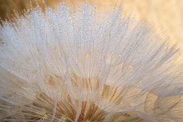 Close up of giant dandelion seed head with water drops spring summer background.