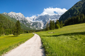 Obraz premium Summer in Jezersko, Slovenia mountain valley pasture with Kamnik-Savinja Alps