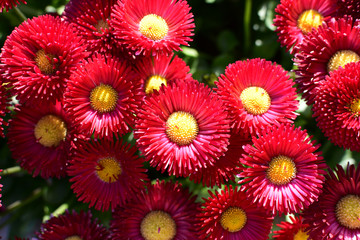 red daisy