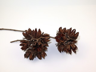 The dried fruit of the Inthanin tree in the dry season, isolated on white background.