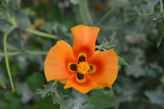 Glaucium or horned poppy close-up