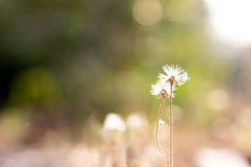 White blossoming grass on bokeh blur natural background