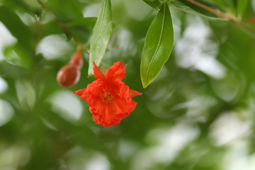 Red Garnet Flower Macro Photo on Blurred Green Leafs Background