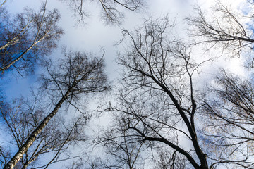 Leafless tree crowns with a cloudy sky. Upward view of bare trees and bare branches