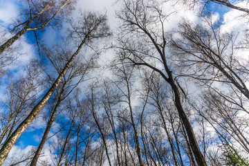 Upward perspective view of silhouettes leafless trees against a cloudy blue sky