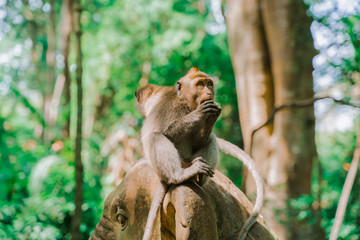Two monkeys sit on a statue of an elephant's head and eat something. Monkeys in their natural habitat.
