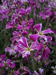 purple flowers in the garden