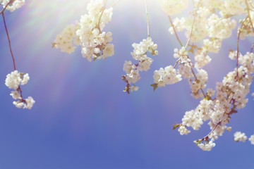 Flowering cherry branch against the blue sky. Spring time