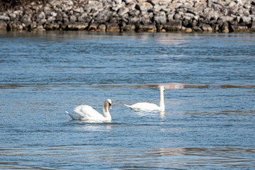 Fototapeta premium Couple de cygne sur l'eau