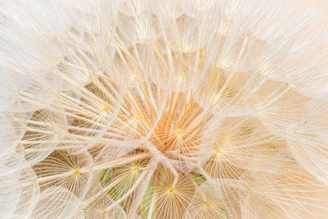 Fototapeta na wymiar Close up of giant dandelion seed head, spring summer background.