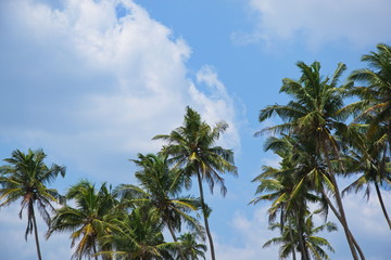 View of beautiful coconut palms. Beautiful blue sky on the shore of the Indian Ocean. Southeast Asia. Sri Lanka