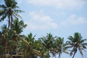 Fototapeta premium View of beautiful coconut palms. Beautiful blue sky on the shore of the Indian Ocean. Southeast Asia. Sri Lanka
