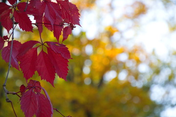Naklejka na ściany i meble Red autumn leaves on a yellow forest bokeh background