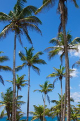 Fototapeta na wymiar View of beautiful coconut palms. Beautiful blue sky on the shore of the Indian Ocean. Southeast Asia. Sri Lanka