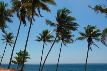 Fototapeta na wymiar View of beautiful coconut palms. Beautiful blue sky on the shore of the Indian Ocean. Southeast Asia. Sri Lanka