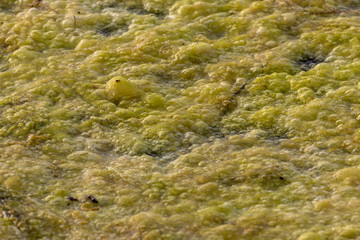 Green algae water pollution river lagoon 