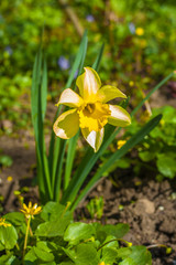 Narcissus flower. Narcissus daffodil flowers and green leaves background.