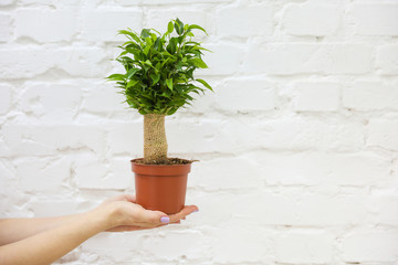 woman hands hold ficus in a pot on a background of a white brick wall