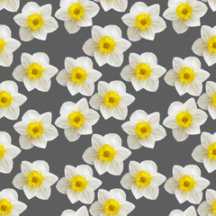 White daffodils flowers on gray background, seamless pattern. Floral background