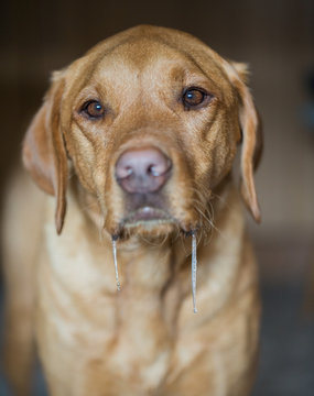 Naklejki Close up of a hungry yellow labrador retriever dog drooling and salivating