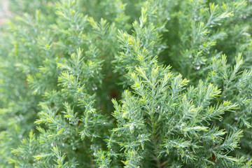 Christmas background, Pine tree background, closeup