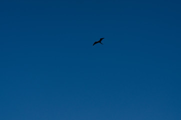 Fototapeta premium Bird fliying through the sea