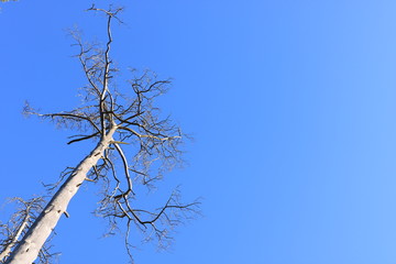 tree branches against blue sky