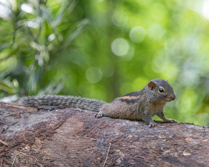 Sri Lankan Chipmunk
