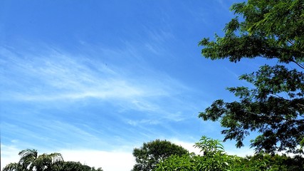 Obraz premium trees and blue sky