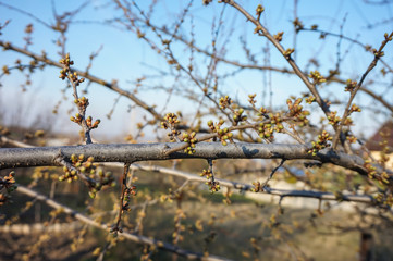 Fototapeta na wymiar Fruit tree branch with buds ready to bloom