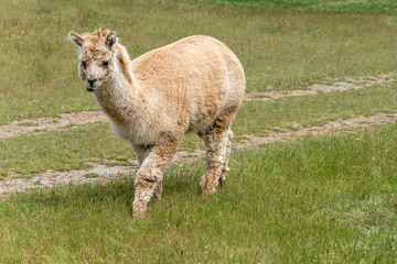 flocculent alpaca wandering in green field, near Wanaka, New Zealand
