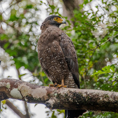 Crested Serpent Eagle