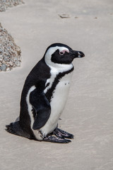 Pinguin am Boulders Beach in Simonstown
