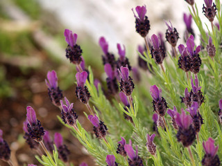 lavender blossom at garden in the morning