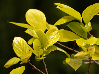 persimmon new born leaves on branch