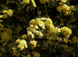lady banks bush blossom